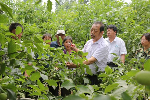圖為李保國在田間為農(nóng)戶講解核桃栽培實用技術。